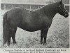 Zuchtstute Harviestoun Pat (Shetland Pony, 1951, von Bergastor of Transy)