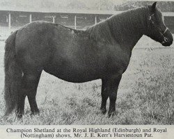 broodmare Harviestoun Pat (Shetland Pony, 1951, from Bergastor of Transy)