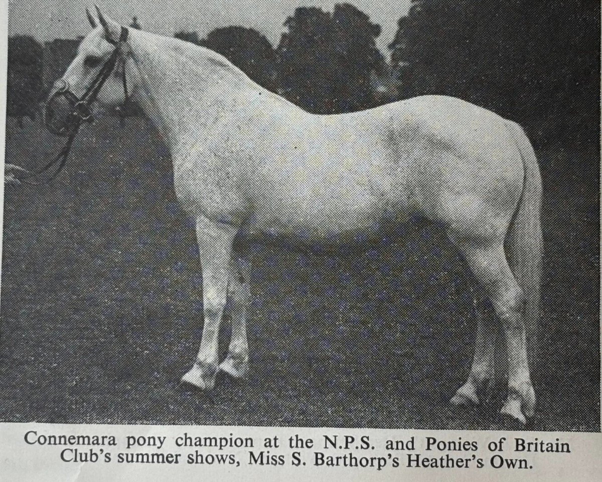 Zuchtstute Heather's Own (Connemara-Pony, 1938, von Nobel Star)