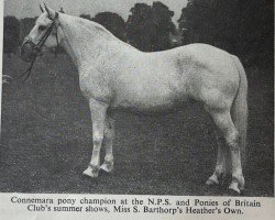 broodmare Heather's Own (Connemara Pony, 1938, from Nobel Star)