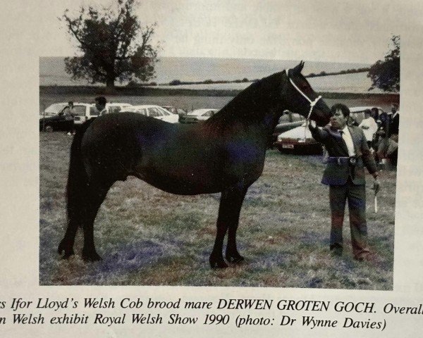 broodmare Derwen Groten Goch (Welsh-Cob (Sek. D), 1981, from Derwen Llwynog)