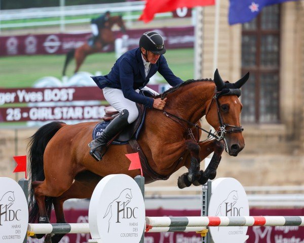 Springpferd Girlstar des Baleines (Selle Français, 2016, von Big Star)