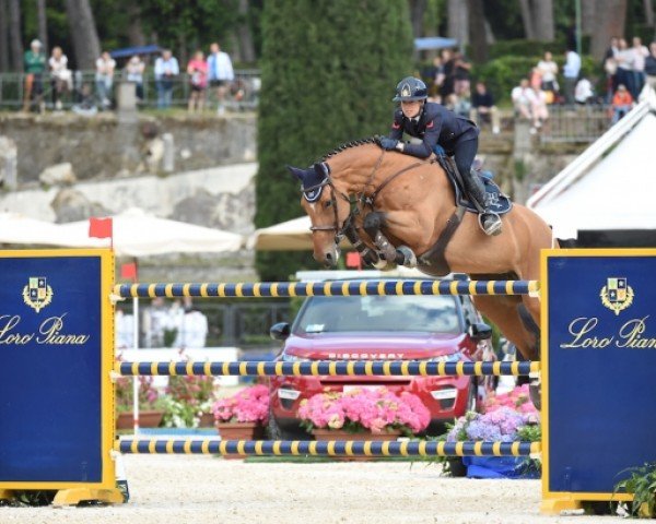 broodmare Funke van het Heike (Belgian Warmblood, 2005, from Action-Breaker)