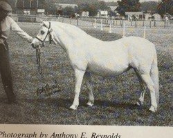 Pferd Fayre Julep (Welsh Mountain Pony (Sek.A), 1978, von Revel South Drift)