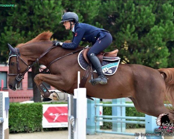 jumper Kasall (KWPN (Royal Dutch Sporthorse), 2015, from Tangelo van de Zuuthoeve)