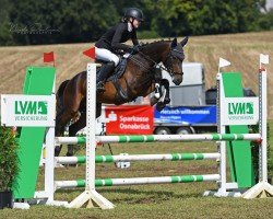 jumper Maximus von Ephesos P (German Riding Pony, 2018, from Monet)