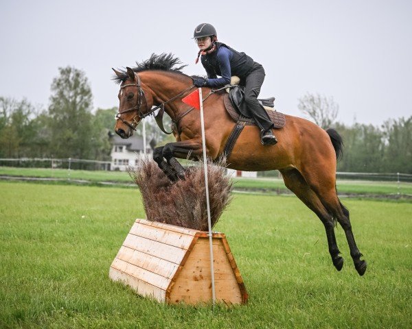 horse Centauro II CH (Swiss Warmblood, 2017, from Comet A.S. FL.)