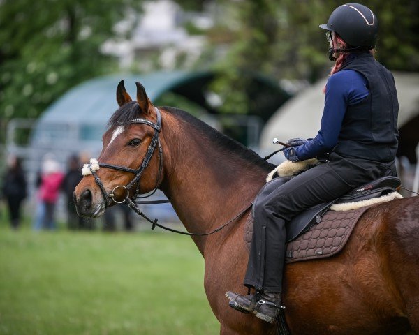 jumper Samanta III CH (Freiberger, 2015)