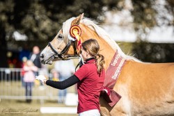 Pferd Bonnie (Haflinger, 2021, von Barolo)