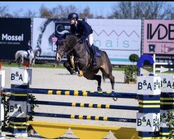 jumper Roxy Blue Kms (Belgian Warmblood, 2017, from Cigaret JvH Z)