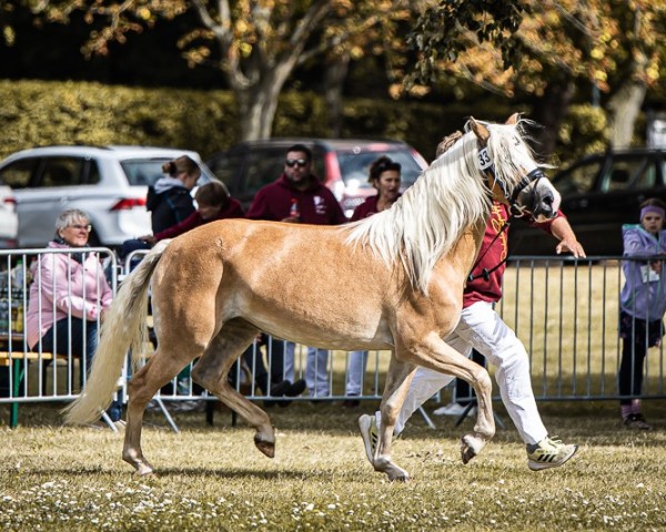 broodmare Mirabell (Haflinger, 2020, from El.H. Notting Hill)