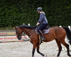 jumper Classico 73 (Holsteiner, 2013, from Cayado 3)