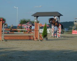 jumper Coeur de Lion 38 (German Sport Horse, 2016, from Casalido)