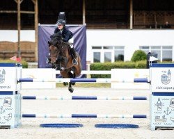 jumper Chacco Kan PS (Oldenburg show jumper, 2016, from Chacco-Blue)