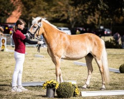 horse Belinda (Haflinger, 2021, from liz. 506/T Seewind)