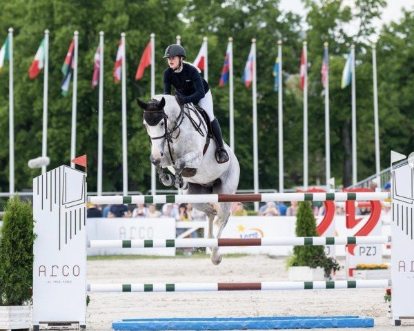 jumper Louis van het Kluizebos (Belgian Warmblood, 2011, from Diabeau)