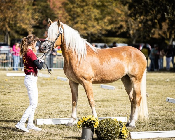 Pferd Mina (Haflinger, 2021, von Allerdings 4)