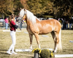 Pferd Mina (Haflinger, 2021, von Allerdings 4)