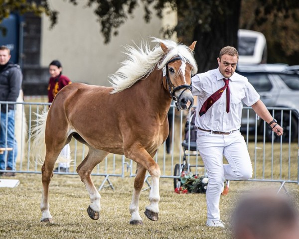 dressage horse Manu (Haflinger, 2021, from Amore Mio)