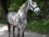 dressage horse Kinamara Colorado (Connemara Pony, 2018, from Kinamara Jovial Star)