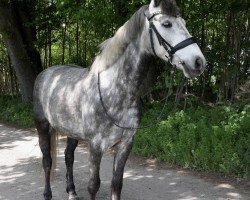 dressage horse Kinamara Colorado (Connemara Pony, 2018, from Kinamara Jovial Star)