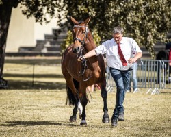 Zuchtstute Kenja (Sächs.-Thür. Schweres Warmbl., 2019, von Veltin 4)