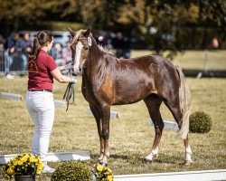 Dressurpferd Vanda (Welsh Pony (Sek.B), 2021, von Best Boy)