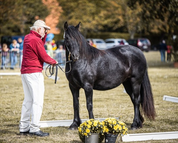 Pferd Orchidee's Prime (Fell Pony, 2021, von Rackwood Amos)