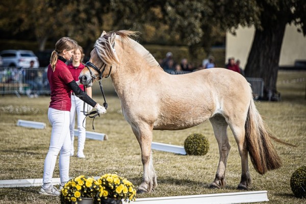 horse Stedjes Helglin (Fjord Horse, 2019, from Stedjeblakken)