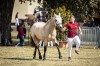 Zuchtstute Saphira Soleil (Connemara-Pony, 2018, von Caherlistrane Con)