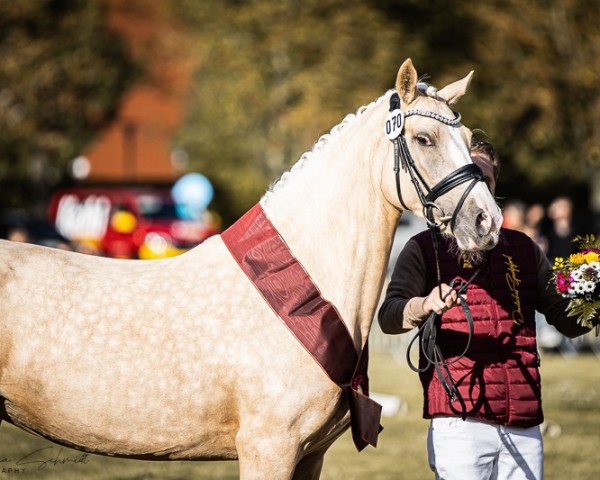 dressage horse Lilly´s RoseGold N (German Riding Pony, 2021, from Dallmayr K)