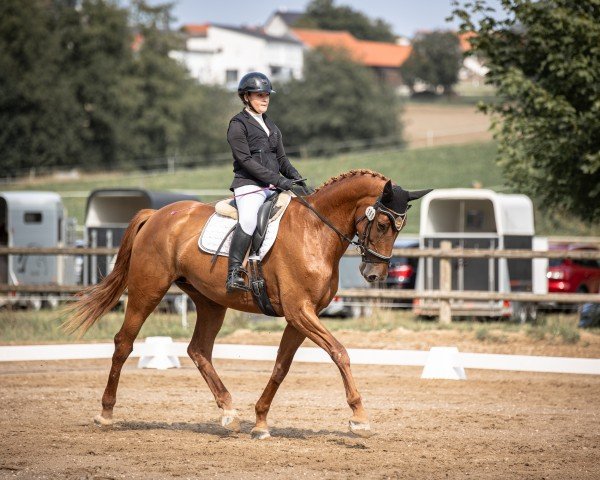 dressage horse Pina Girl (German Sport Horse, 2017, from Sezuan)