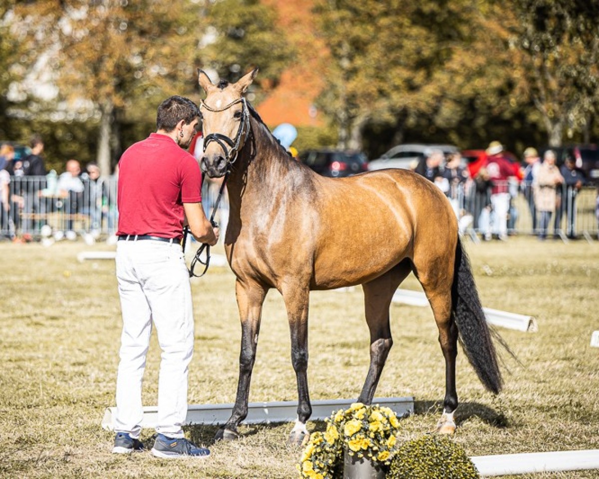 dressage horse HJK Herzallerliebst (German Riding Pony, 2021, from Coleur de Luxe K)