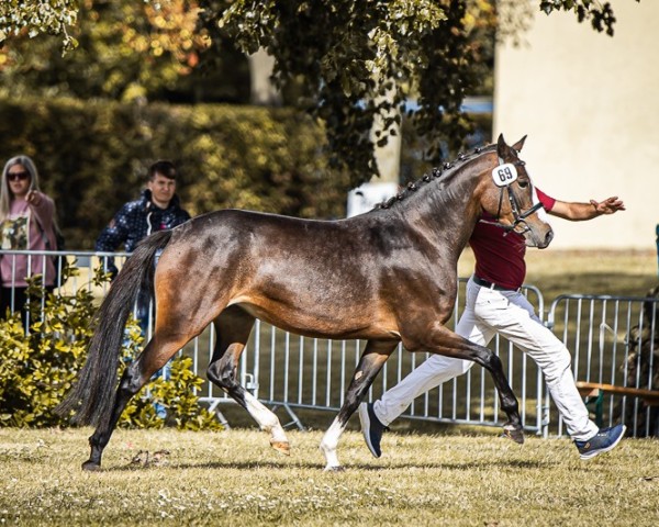 dressage horse Tabarina (German Riding Pony, 2021, from Steendieks Cahmbertin Jr.)