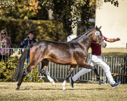 Dressurpferd Tabarina (Deutsches Reitpony, 2021, von Steendieks Cahmbertin Jr.)