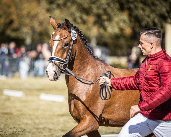 Dressurpferd Westlife's Schönste (Deutsches Reitpony, 2021, von Heidbergs Nancho Nova)