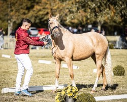 dressage horse HJK Swan's Sinfonie (German Riding Pony, 2021, from Coke saint of the Life)