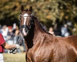 Zuchtstute Kiki (Deutsches Reitpony, 2020, von Quaterback's Junior)