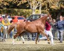 Zuchtstute FH Donna Ballerina (Deutsches Reitpony, 2018, von CTS Delgado)