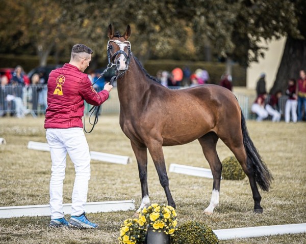 Dressurpferd Next Chanel (Deutsches Reitpony, 2021, von Neverland WE)