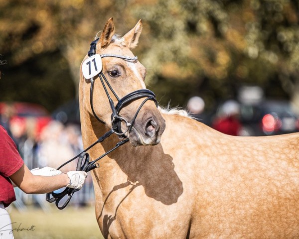 dressage horse Dancing Queen HLH (German Riding Pony, 2021, from Rivers Dancing AS)