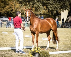 Zuchtstute Donna-Della-Monda (Deutsches Reitpony, 2020, von Coke saint of the Life)