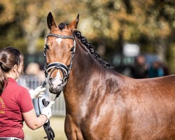 broodmare Alice KB (German Riding Pony, 2019, from Coelenhage's Purple Rain)