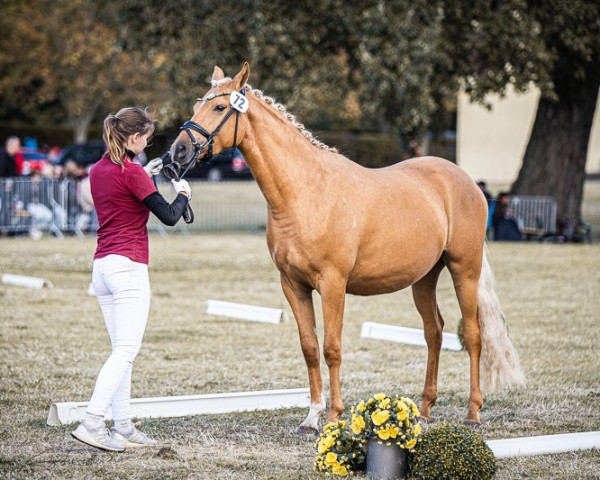 dressage horse Curly Fries WM (German Riding Pony, 2021, from Coer Noble)