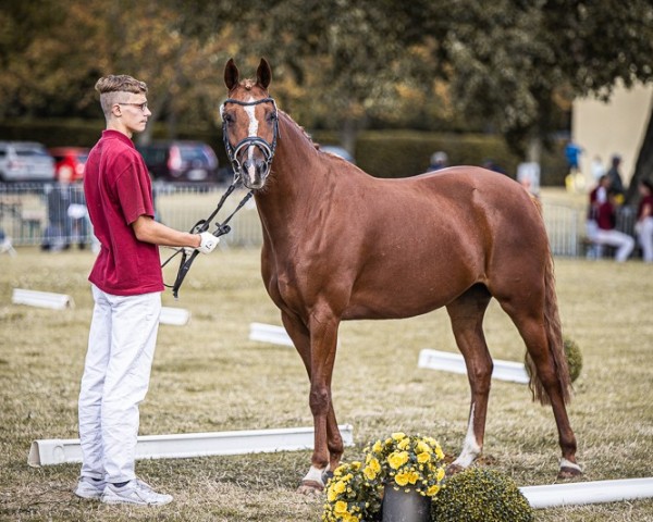 Zuchtstute Friedrichshof Donna Komtessa (Deutsches Reitpony, 2019, von CTS Delgado)