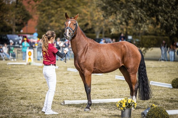 Dressurpferd Namika BL (Deutsches Reitpony, 2019, von Fs Numero Uno)