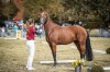 dressage horse Namika BL (German Riding Pony, 2019, from Fs Numero Uno)