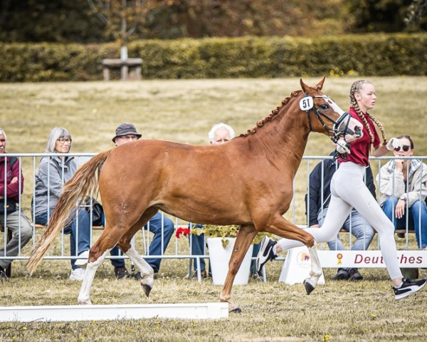 broodmare Symphonie HLH (German Riding Pony, 2020, from My Dragonheart JK)