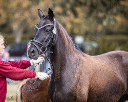 broodmare Celly (German Riding Pony, 2018, from Cockneys Kaiser)