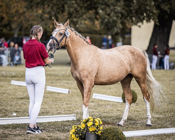 broodmare Da ist Sie HLH (German Riding Pony, 2020, from My Dragonheart JK)